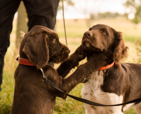 _dsc0466_53090052048_o